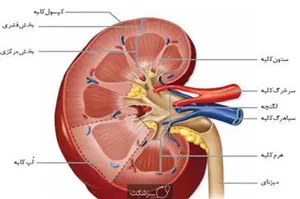 دستورالعملهای بالینی وزارت سال 1400-اصلاحیه استاندارد درمان جایگزینی مداوم کلیوی